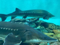 -太平洋海底世界