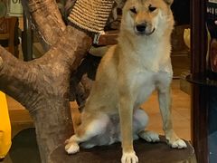 -more than meow吴止猫主题餐厅(承德 中船汇店)