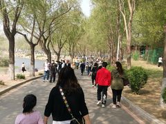 -丁香湖公园