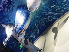 -烟台海昌鲸鲨海洋公园