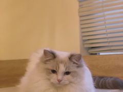 -滚猫咖啡·猫咖·猫友好撸猫(未来城店)