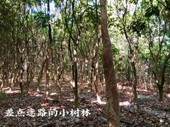 -黄埔油麻山森林公园