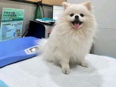 -半岛宠物医院24小时(西派城店)