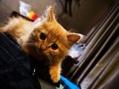 -云晓光头烧烤吧(德平路店)