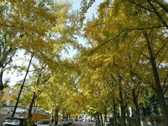 -三里屯东五街银杏大道