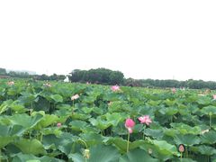 -荷塘月色湿地公园·向阳花洲