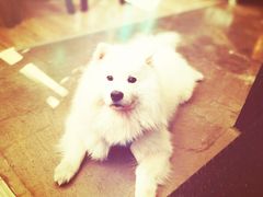 -百好乐宠物友好餐厅(朝外大街店)