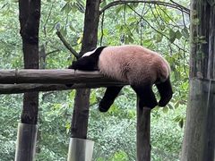 -都江堰中华大熊猫苑