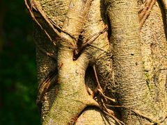 -风云岭森林公园