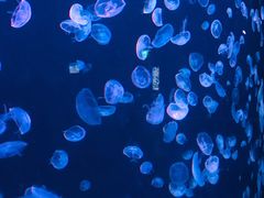 -太平洋海底世界