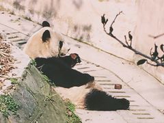 -成都大熊猫繁育研究基地