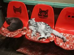 -猫咪博物馆(顶澳仔猫街店)