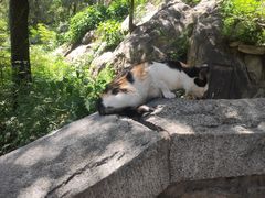 -泰山风景名胜区