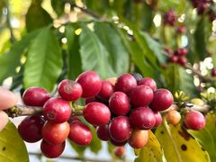 -Torch Coffee 炬点咖啡