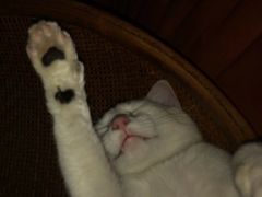 -猫咪博物馆(顶澳仔猫街店)