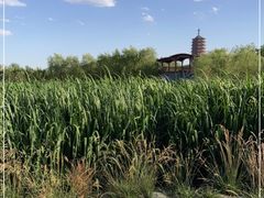 -永定河休闲森林公园