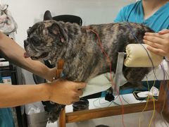 -西安京西宠物医院·瘫痪·疑难杂症