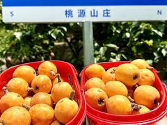 -桃源山庄·水蜜桃采摘·柴火鸡·烧烤团建(龙泉山店)