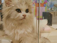-屋虎猫馆(宝安大仟里店)