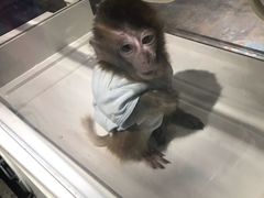 -灵玲国际马戏城