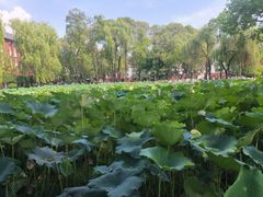 -四川大学(望江校区)