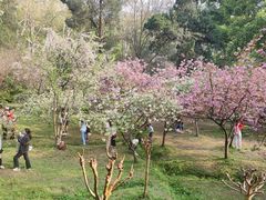 -武汉大学-樱园