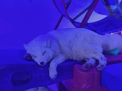 -海合安成都极地海洋公园
