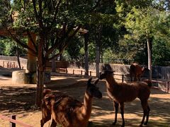 -石家庄市动物园