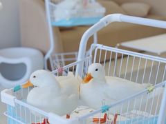 -怪兽屋·羊驼·猫咖·狗咖(俊华广场店)