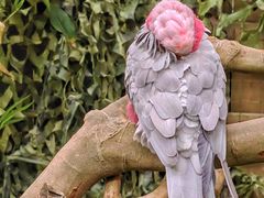 -广州长隆野生动物世界