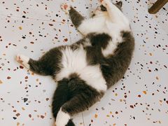 -滚猫咖啡·猫咖·猫友好撸猫(未来城店)