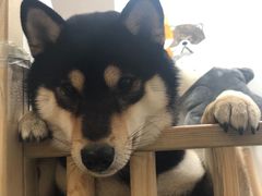 -柴迷FANS CLUB·柴犬狗咖·猫咖