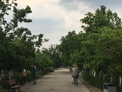 -御林古桑园