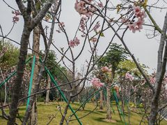 -王借岗森林公园