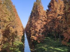 -黄海国家森林公园