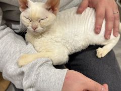 -楼上猫咖(罗湖店)