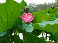 -陈家山荷花公园