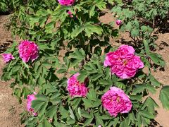 -北京西山国家森林公园