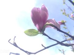 -花溪公园