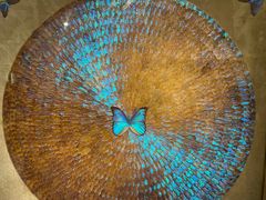 -上海昆虫博物馆