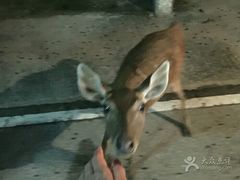 -清迈夜间动物园