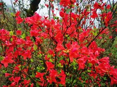 -梧桐山风景名胜区