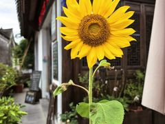 -鸣鹤古镇