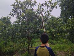 -塘栖枇杷特色园区