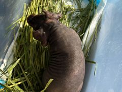 -瑞派·关忠动物医院·异宠专科·犬猫肿瘤·皮肤专科(望京店)