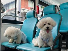 -帕帕拉兹宠物(亚洲旗舰店)