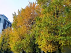 -四川大学(华西校区)