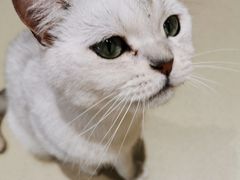 -藏猫猫咖啡主题馆(中央大道店)