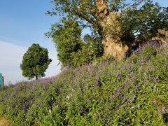 -南通洲际绿博园