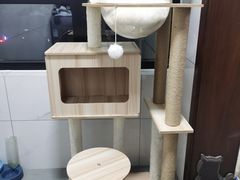 -糯米喵星人总部直营旗舰店·猫舍·幼猫出售